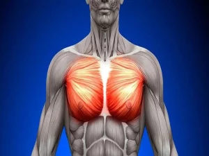 پارگی عضله سینه یا پکتورال